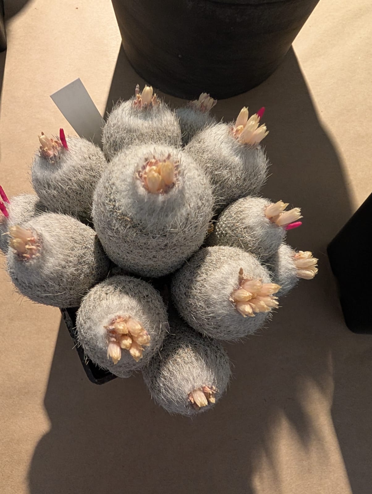 cactusi (12)