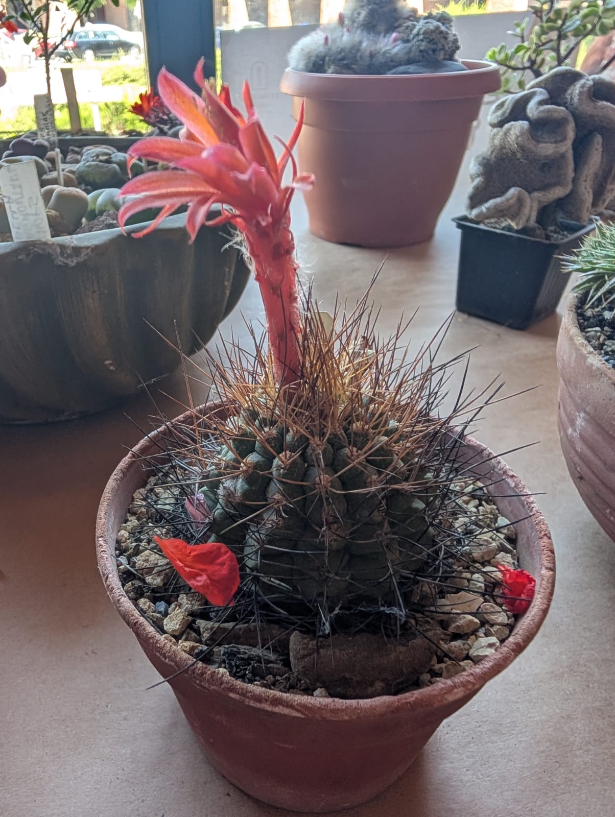 cactusi (13)