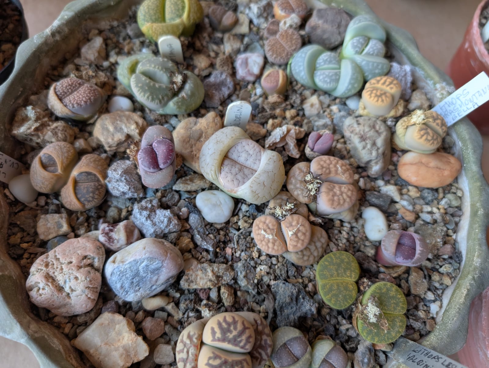 cactusi (15)
