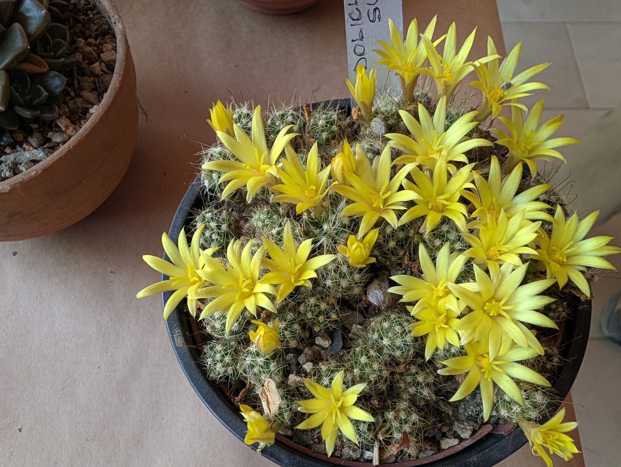 cactusi (16)
