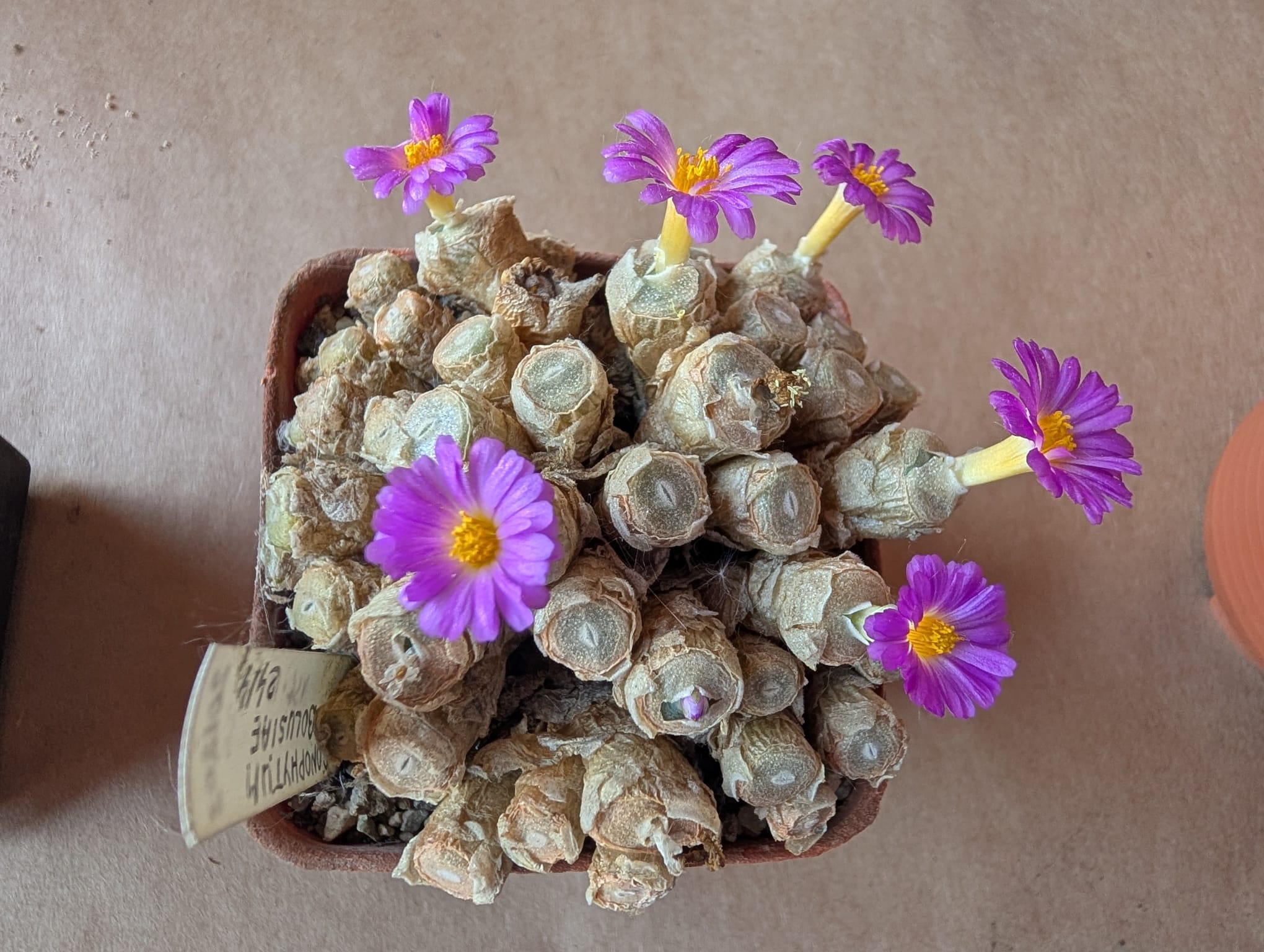 cactusi (18)