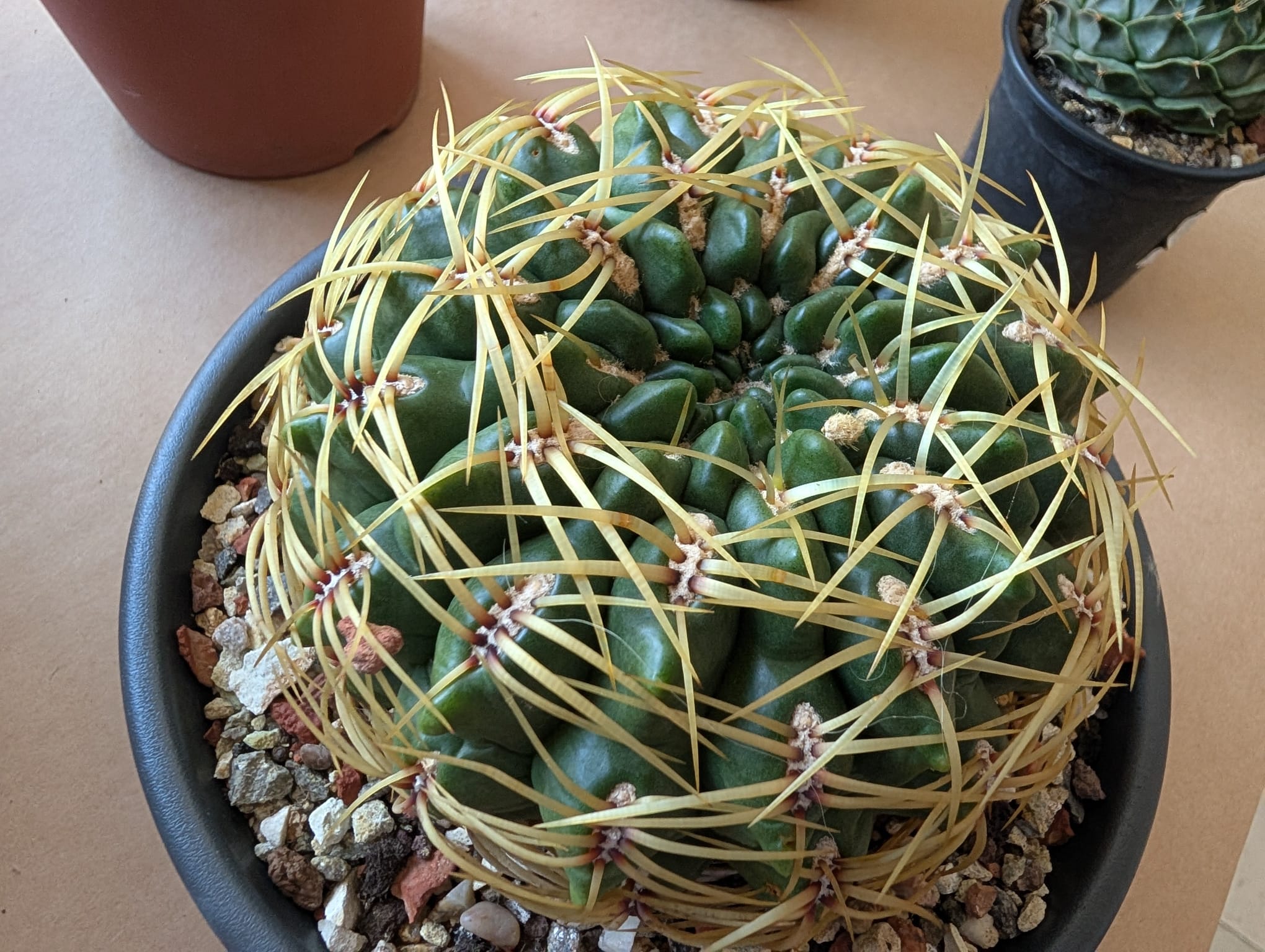 cactusi (20)