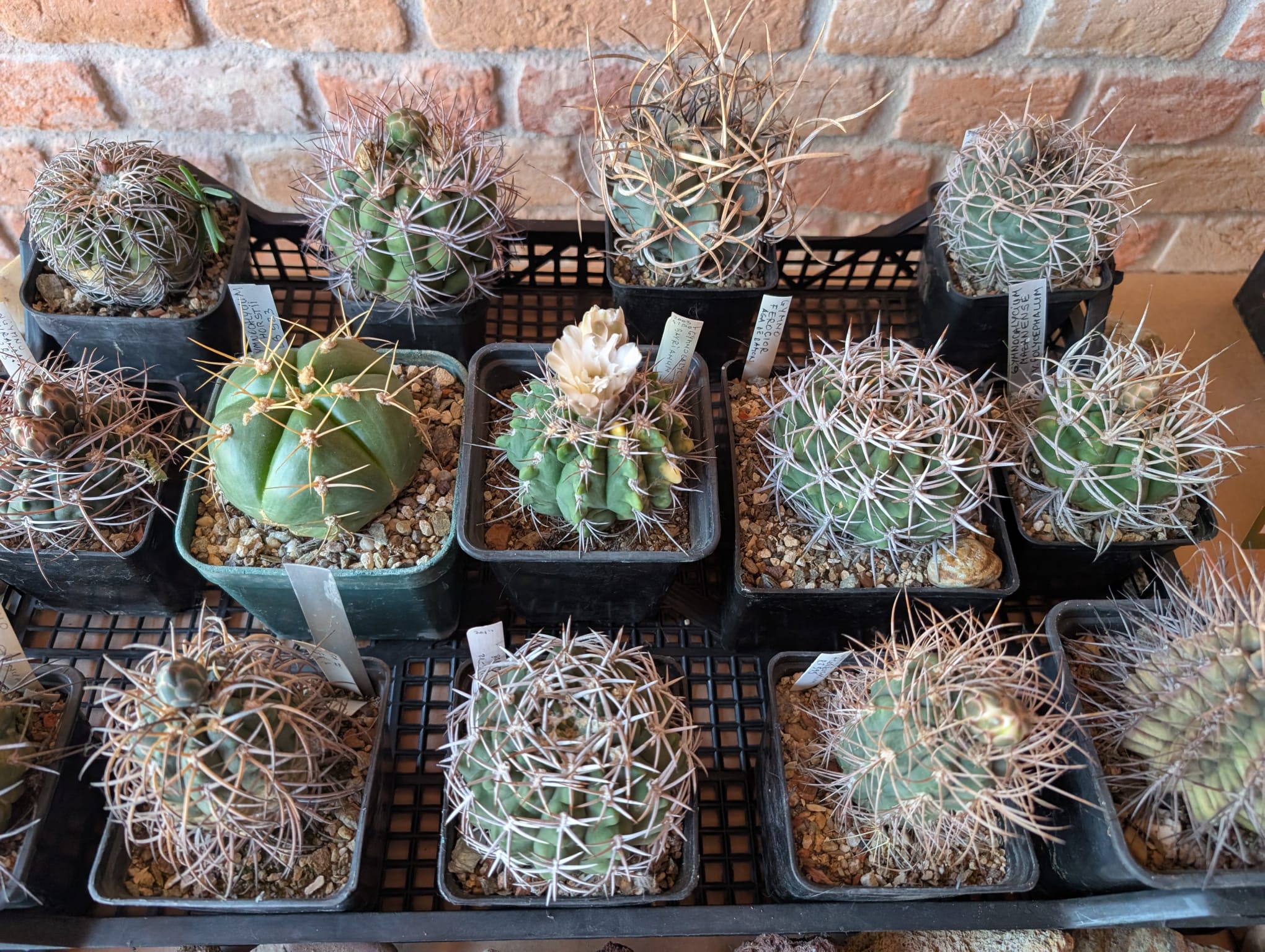 cactusi (21)
