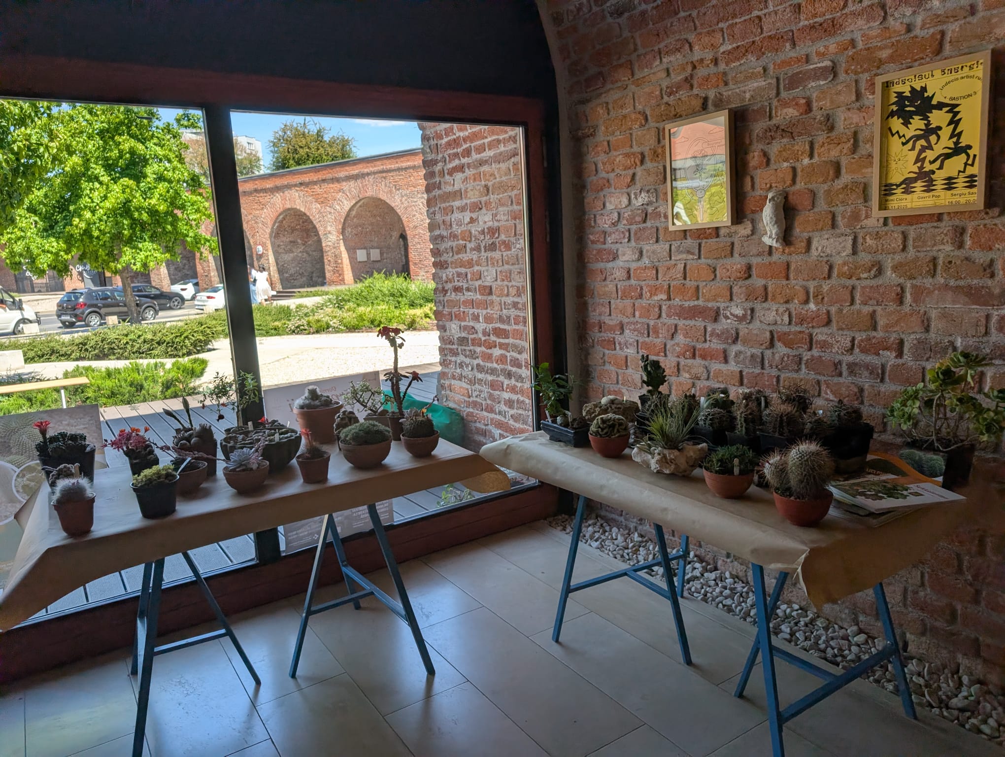 cactusi (22)