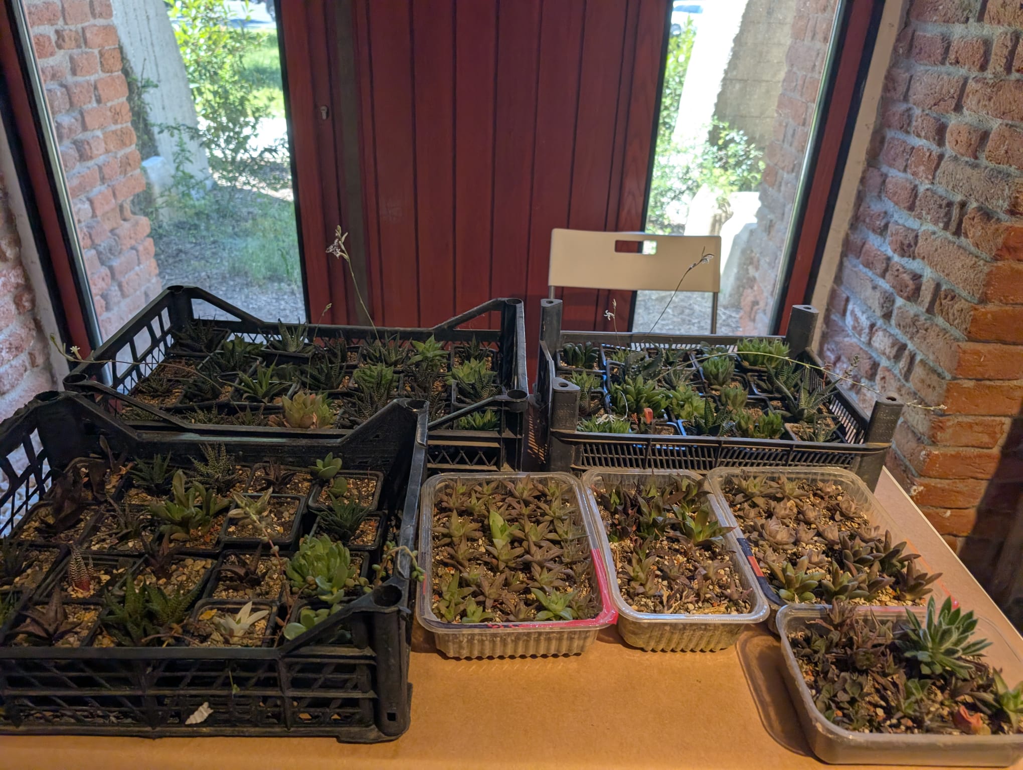 cactusi (23)