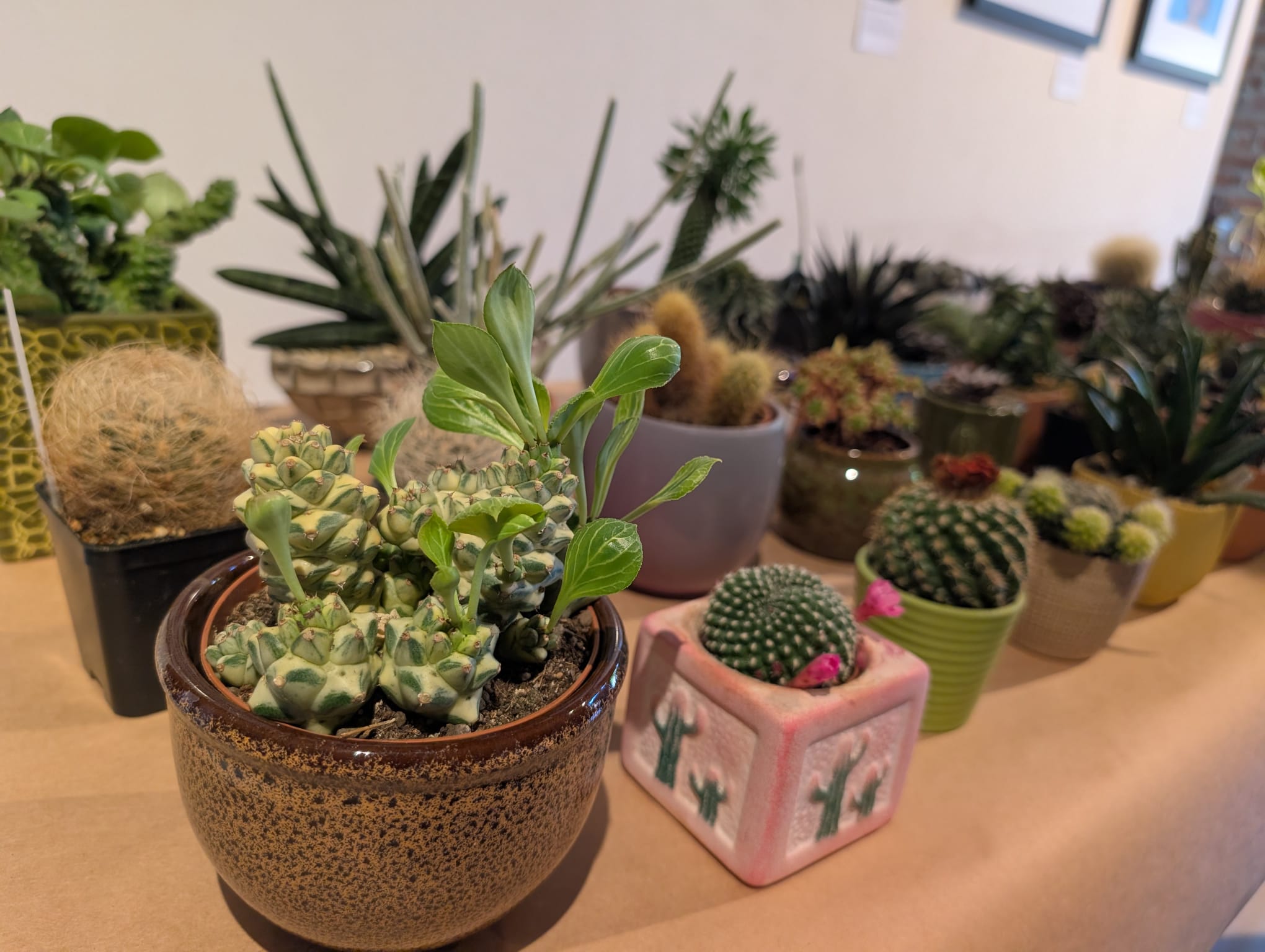 cactusi (25)