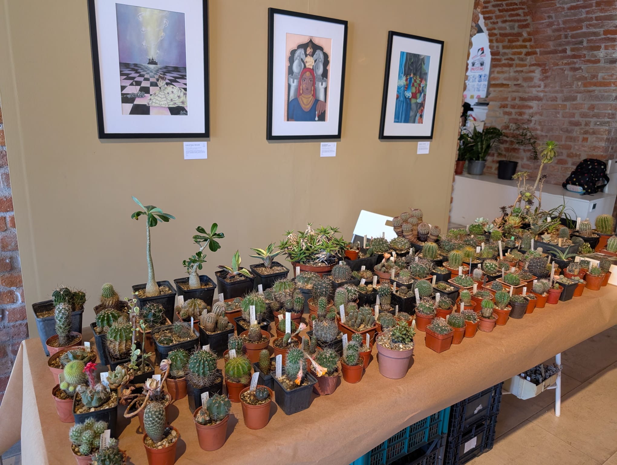 cactusi (26)