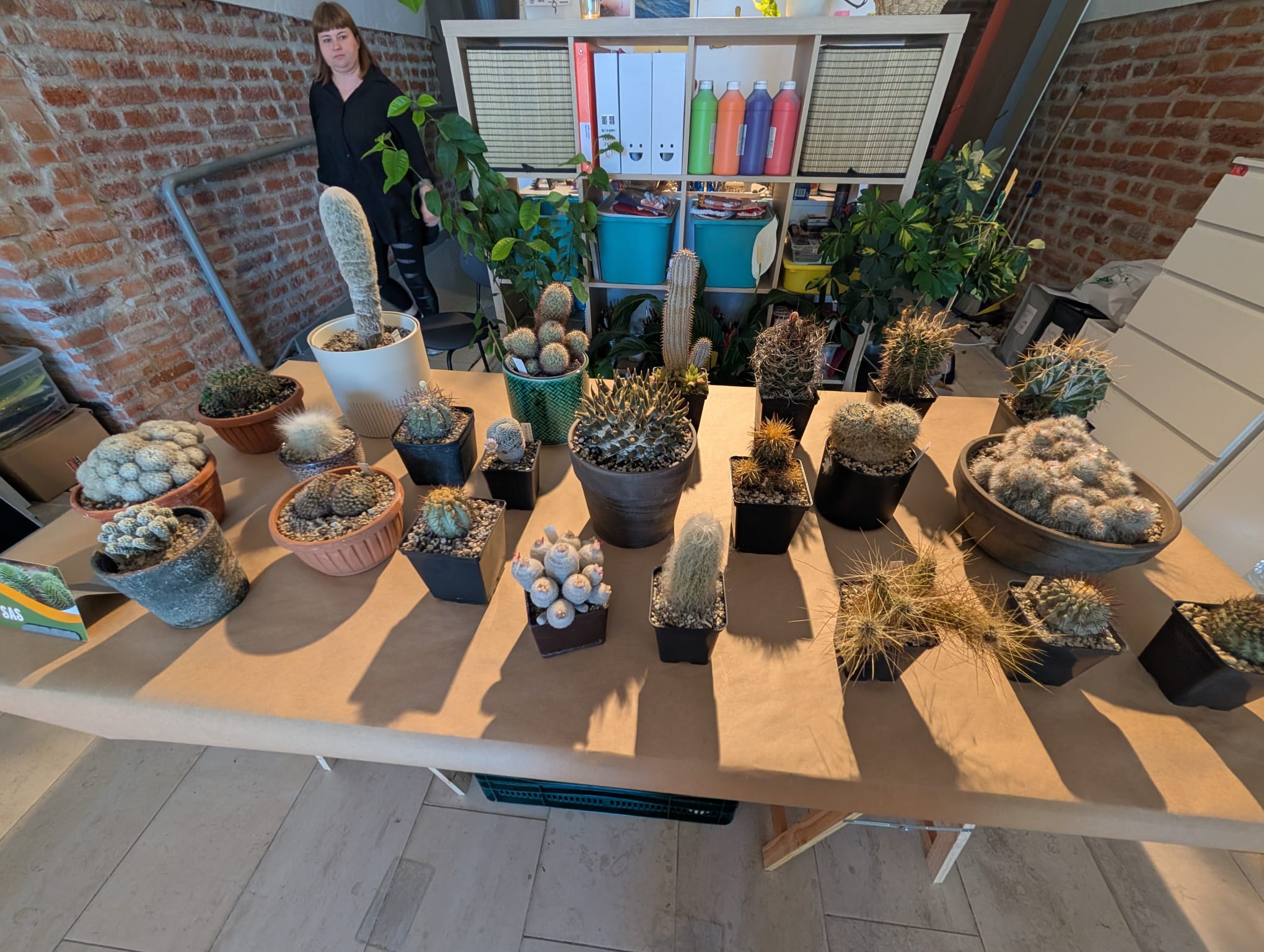 cactusi (27)