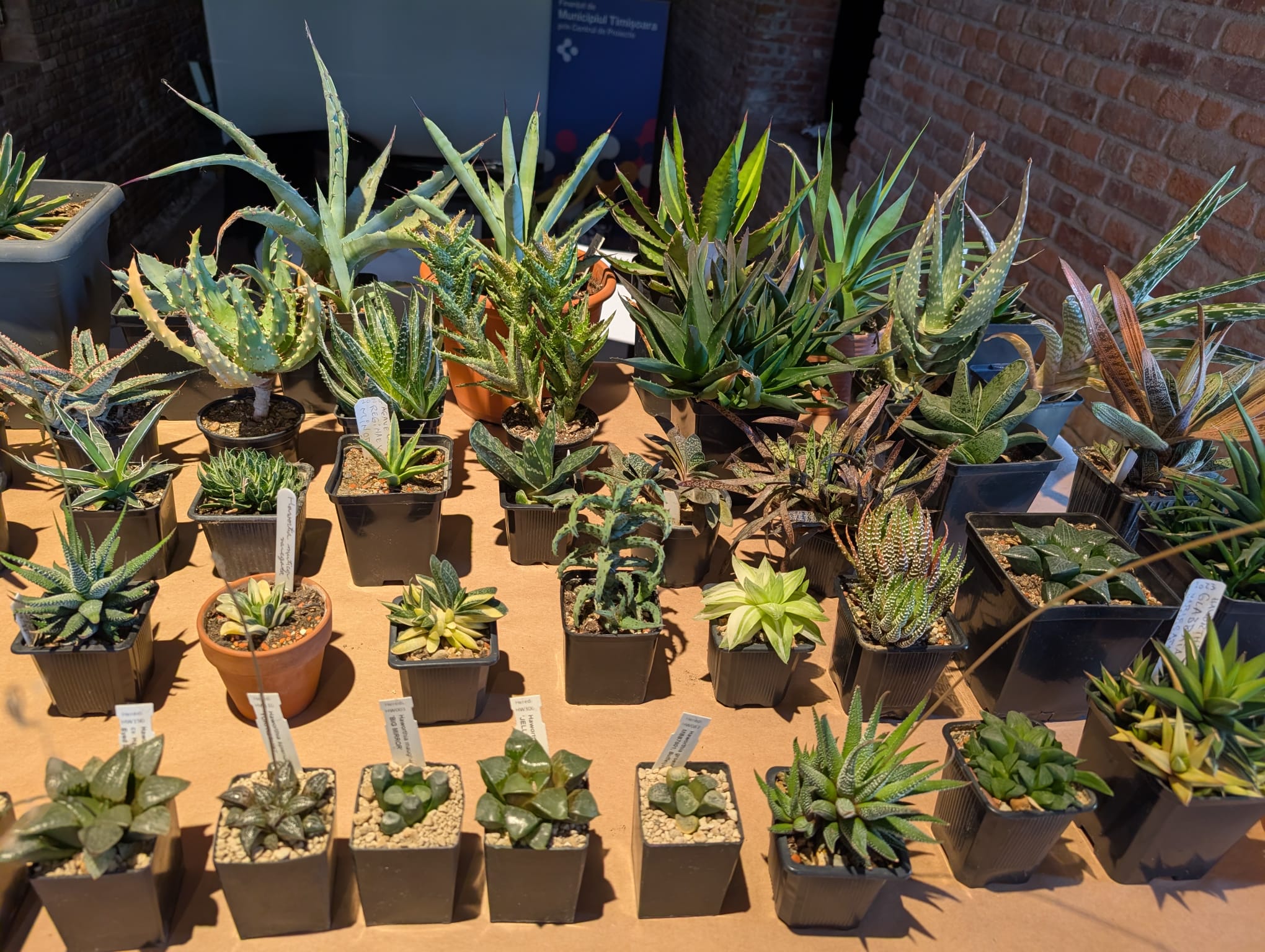 cactusi (28)