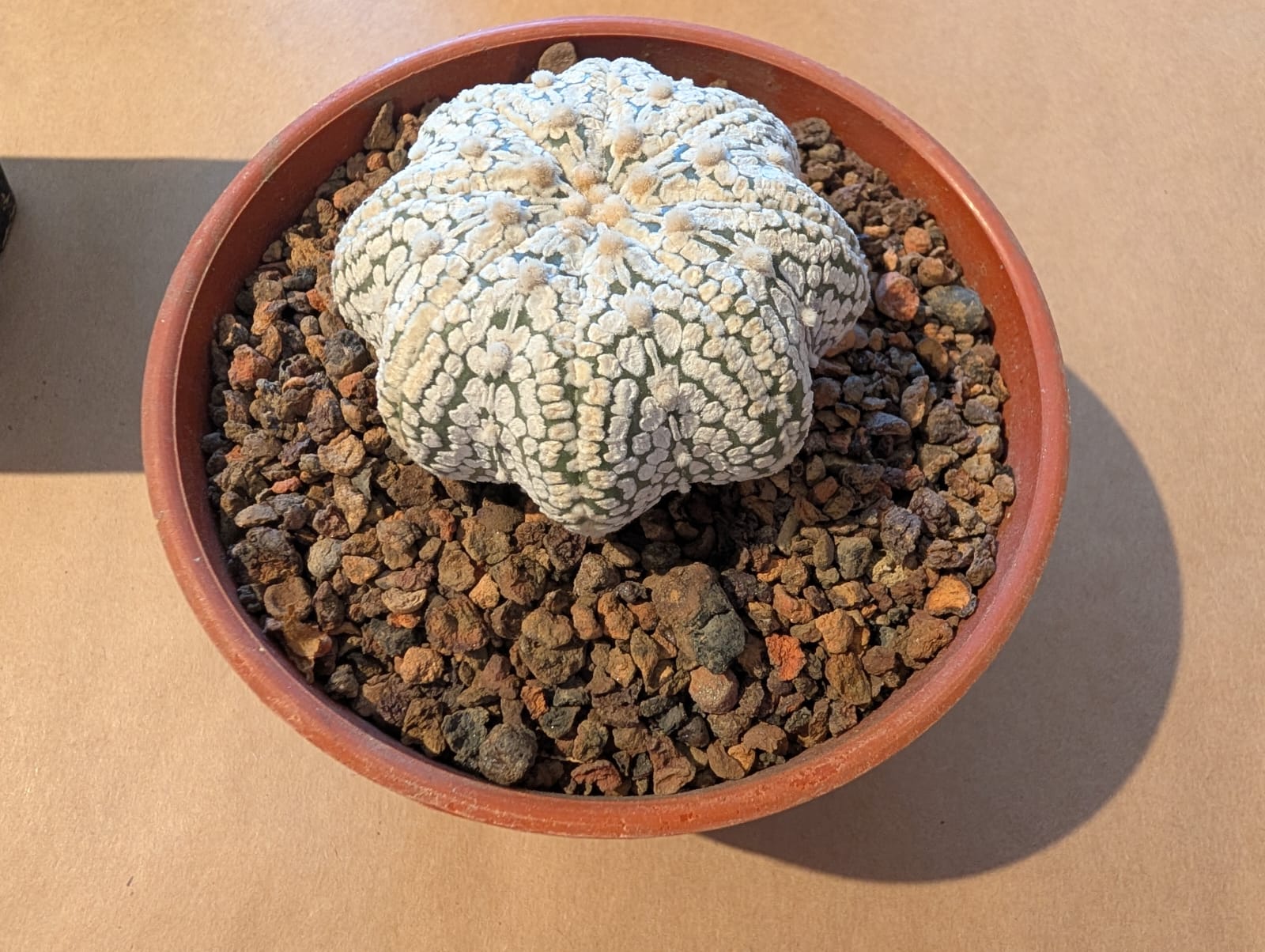 cactusi (29)
