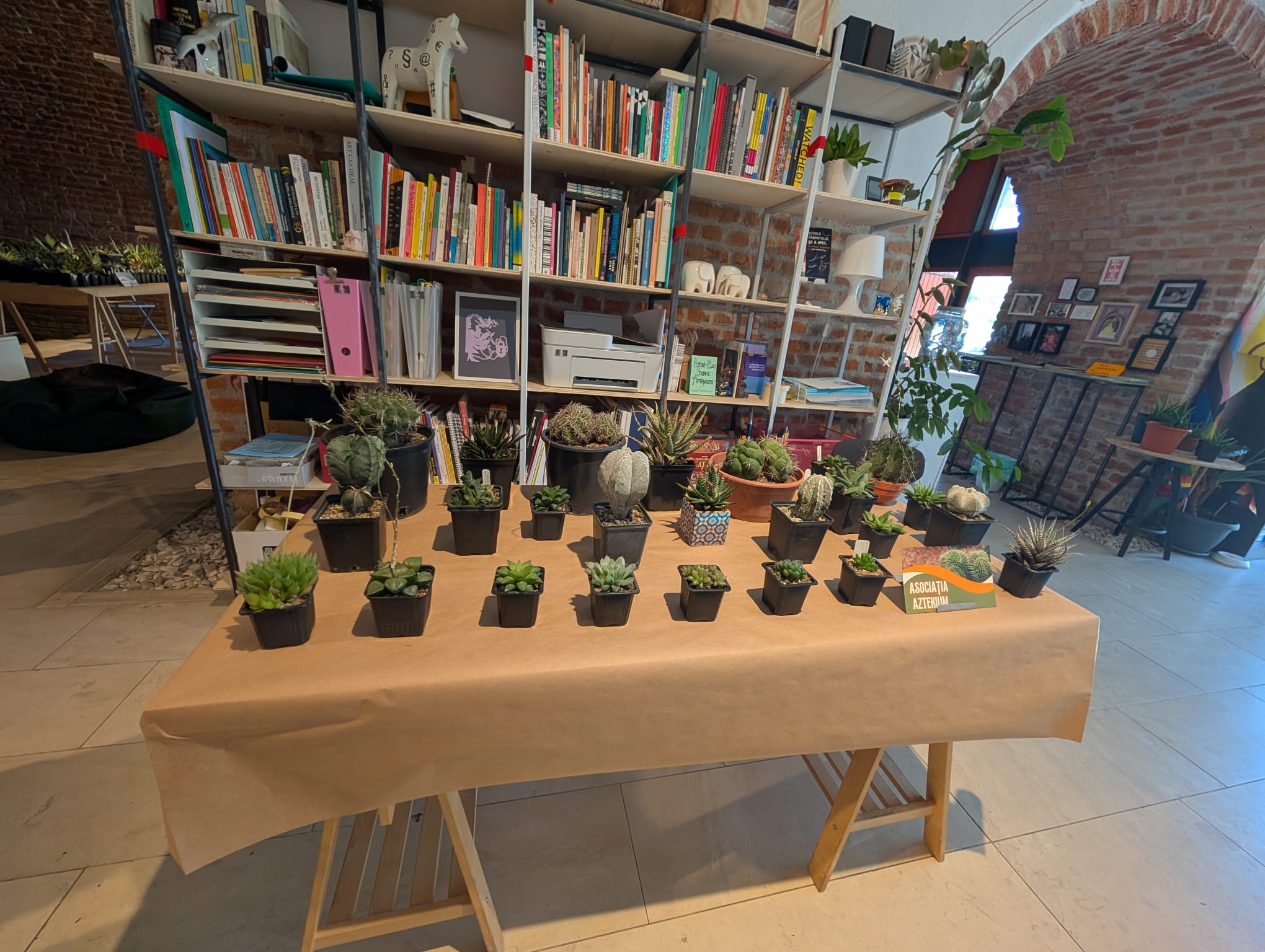 cactusi (31)