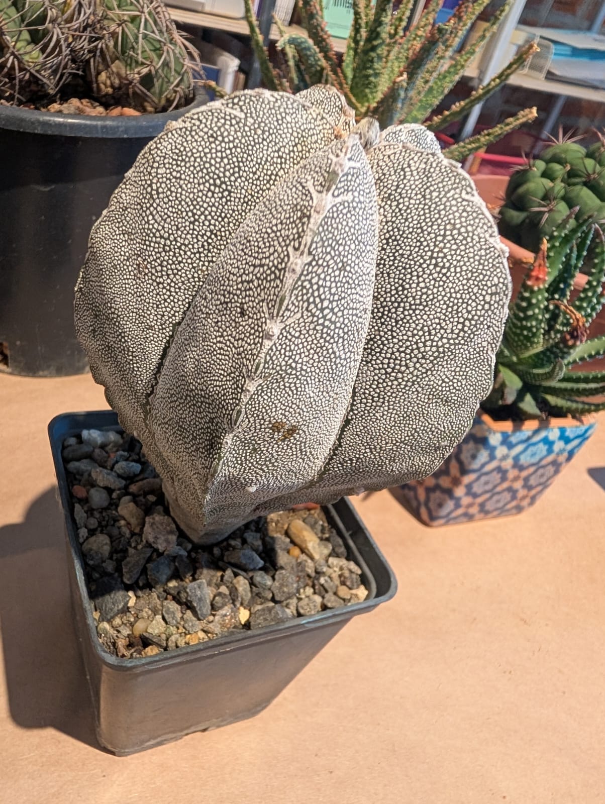 cactusi (32)