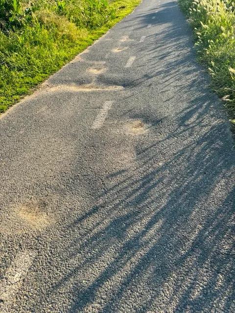 Pista de biciclete Timișoara-Serbia, afectată de degradări (3)