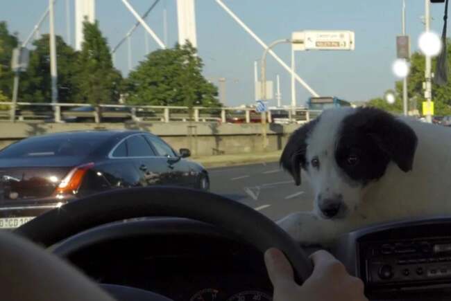 Poza pentru articolul Haideți cu cățeii la film pentru o cauză caritabilă, la Cinema Studio Timișoara