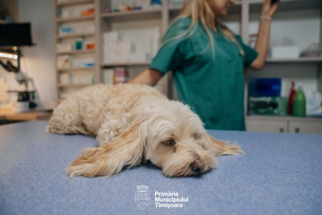 Poza pentru articolul FOTO. Zeci de timișoreni și-au sterilizat deja gratuit animăluțele. Încă aveți destul timp să o faceți