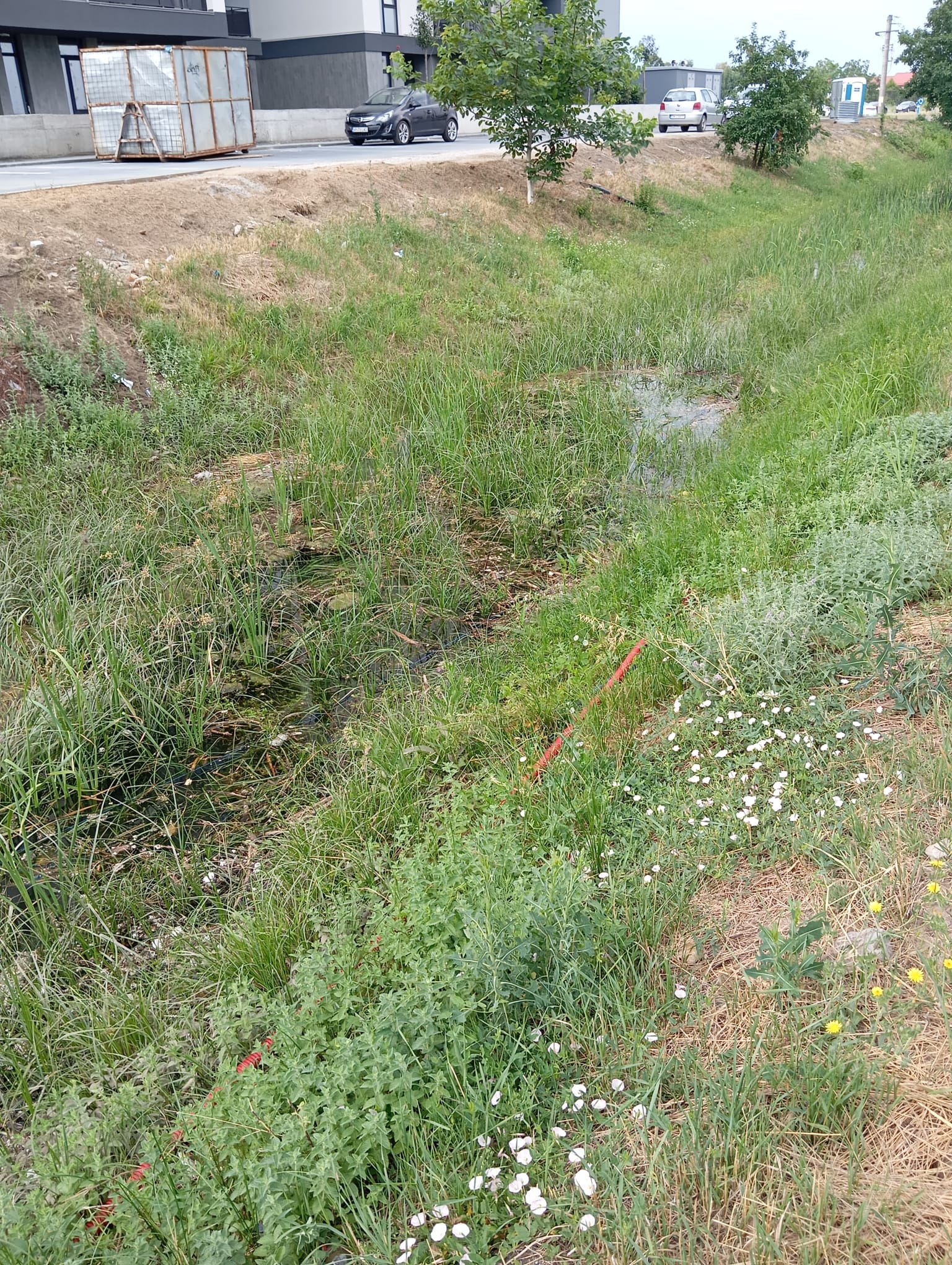 canal anif curatat de gunoi (1)
