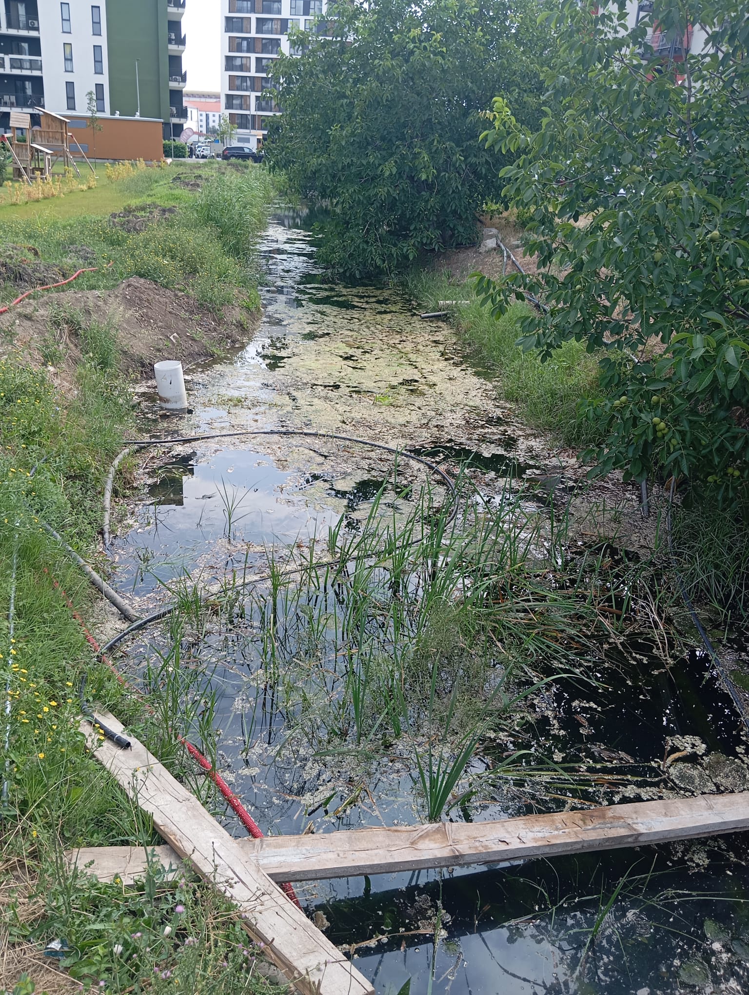 canal anif curatat de gunoi (3)