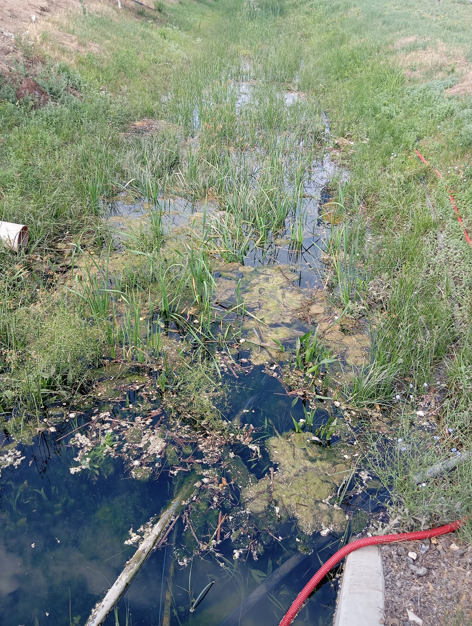 canal anif curatat de gunoi (4)