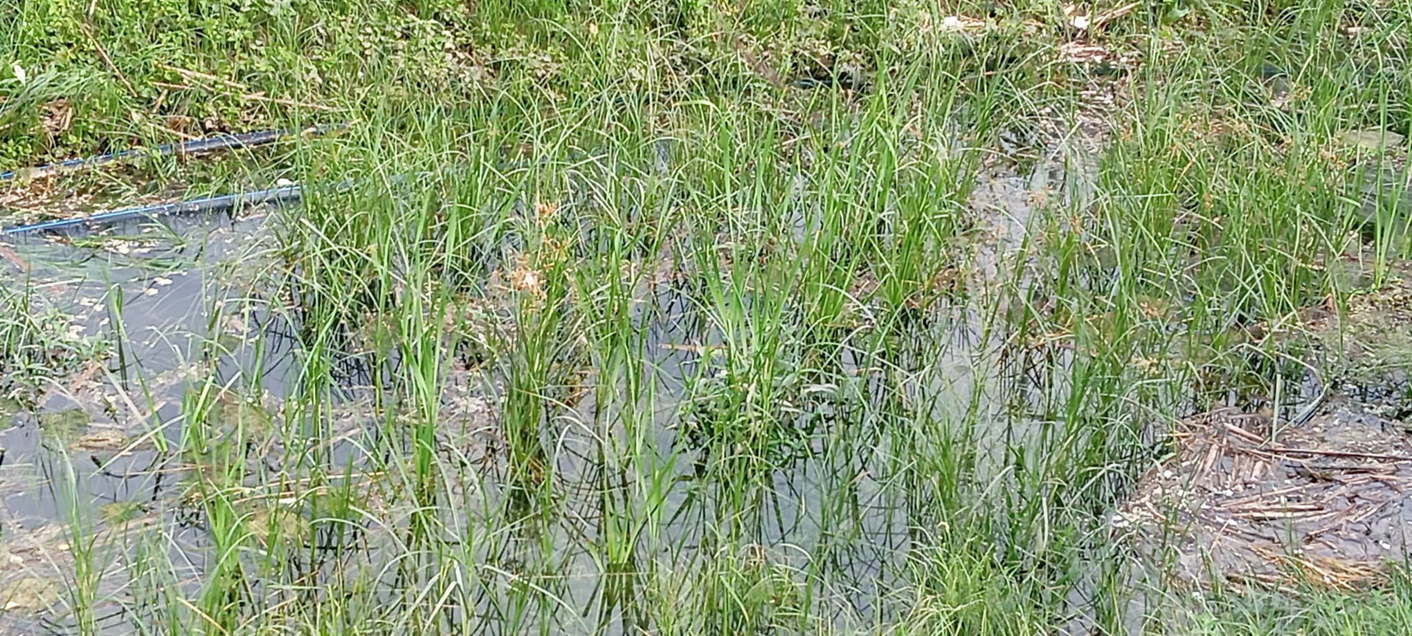 canal anif curatat de gunoi (10)