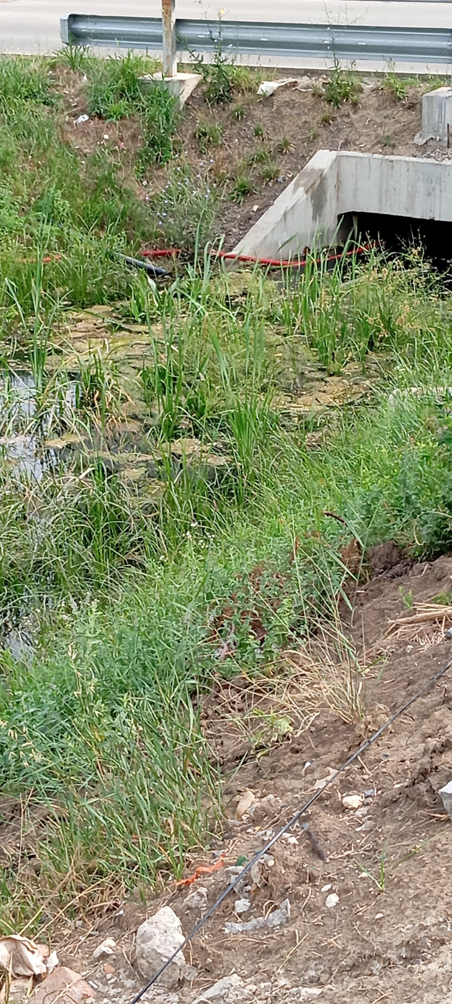 canal anif curatat de gunoi (12)