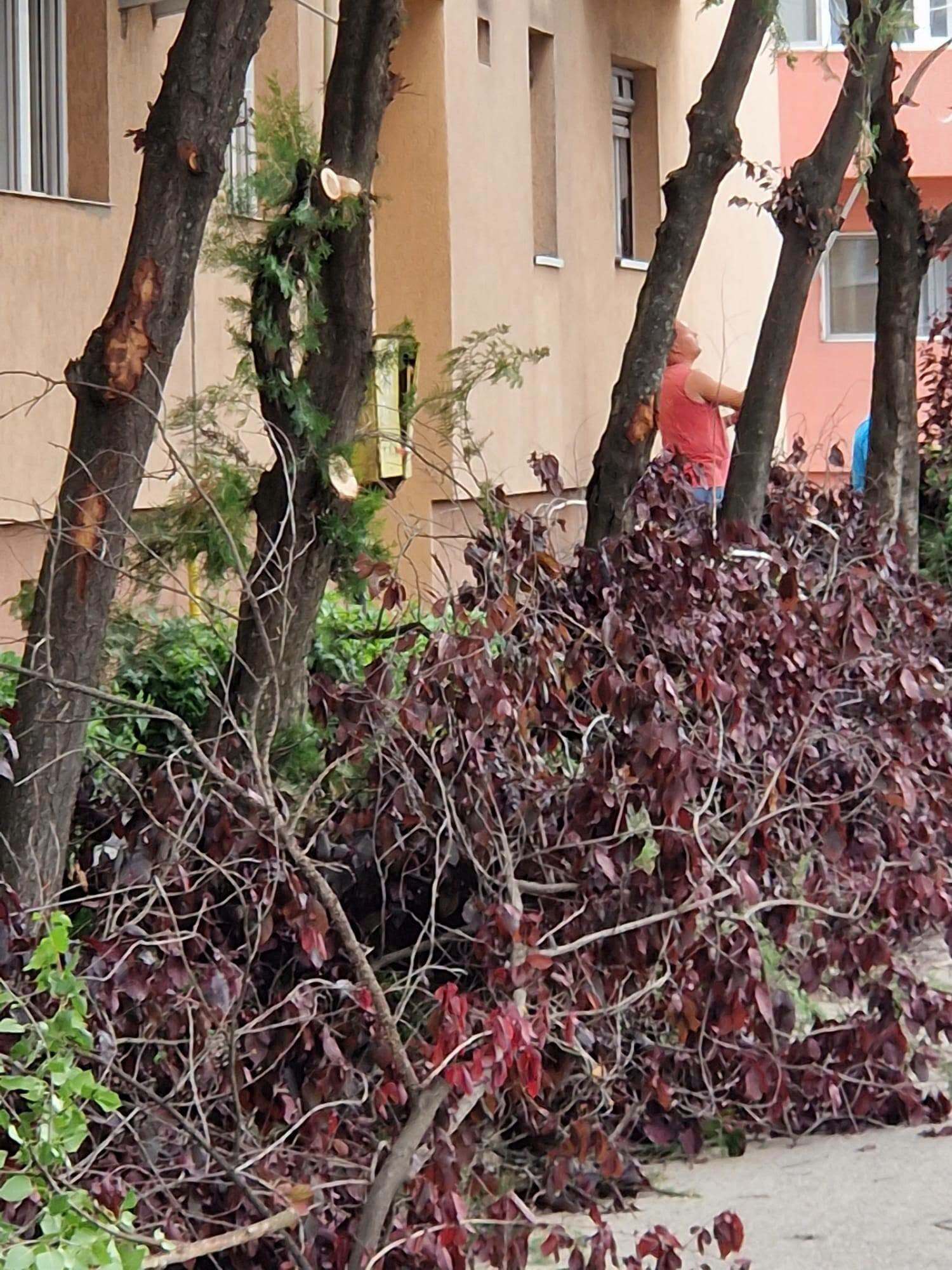 toaletare arbori (2)