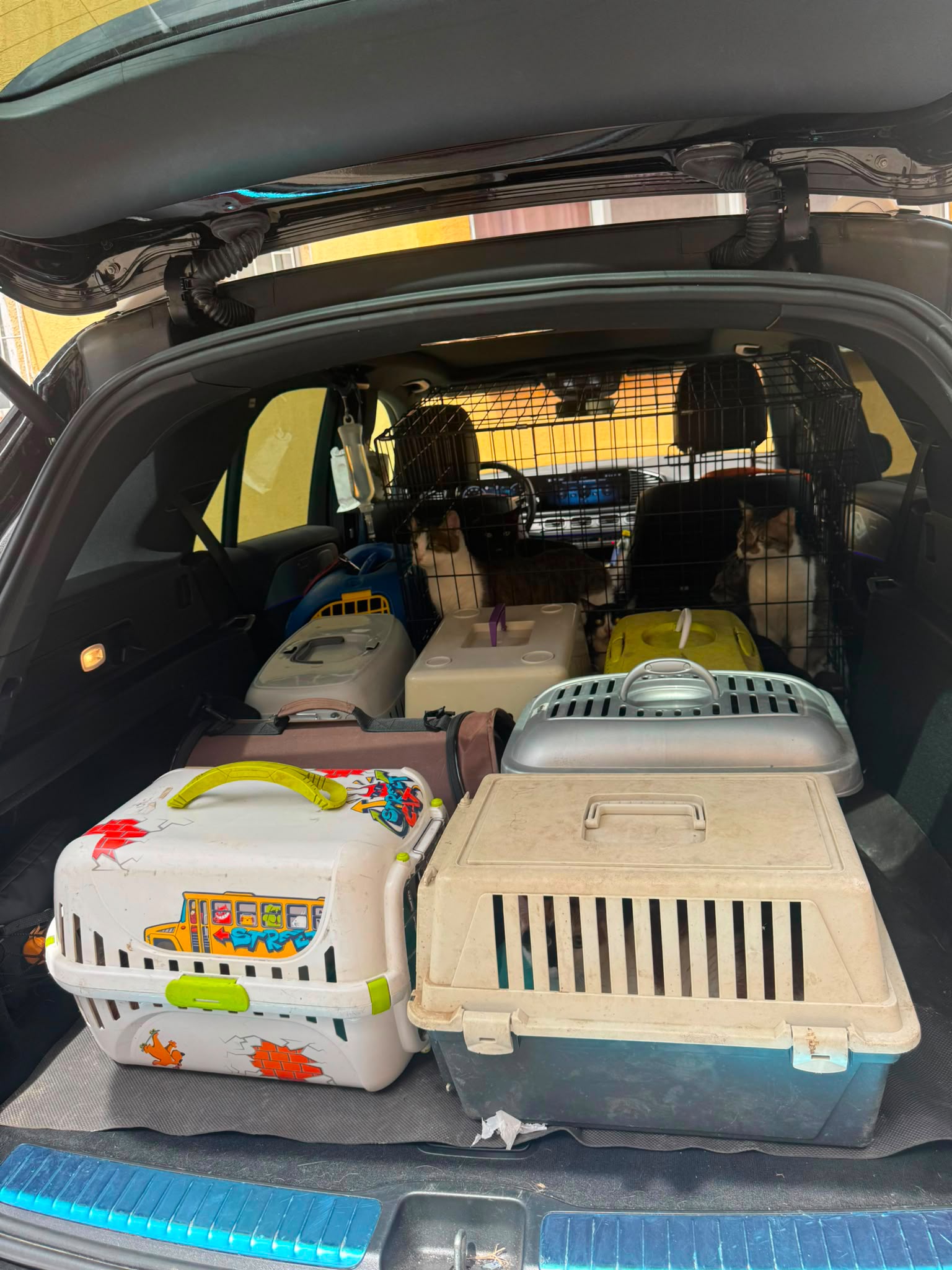 Pisici salvate după sesizări dintr-un apartament din Timișoara. Erau ținute fără condiții și mâncare