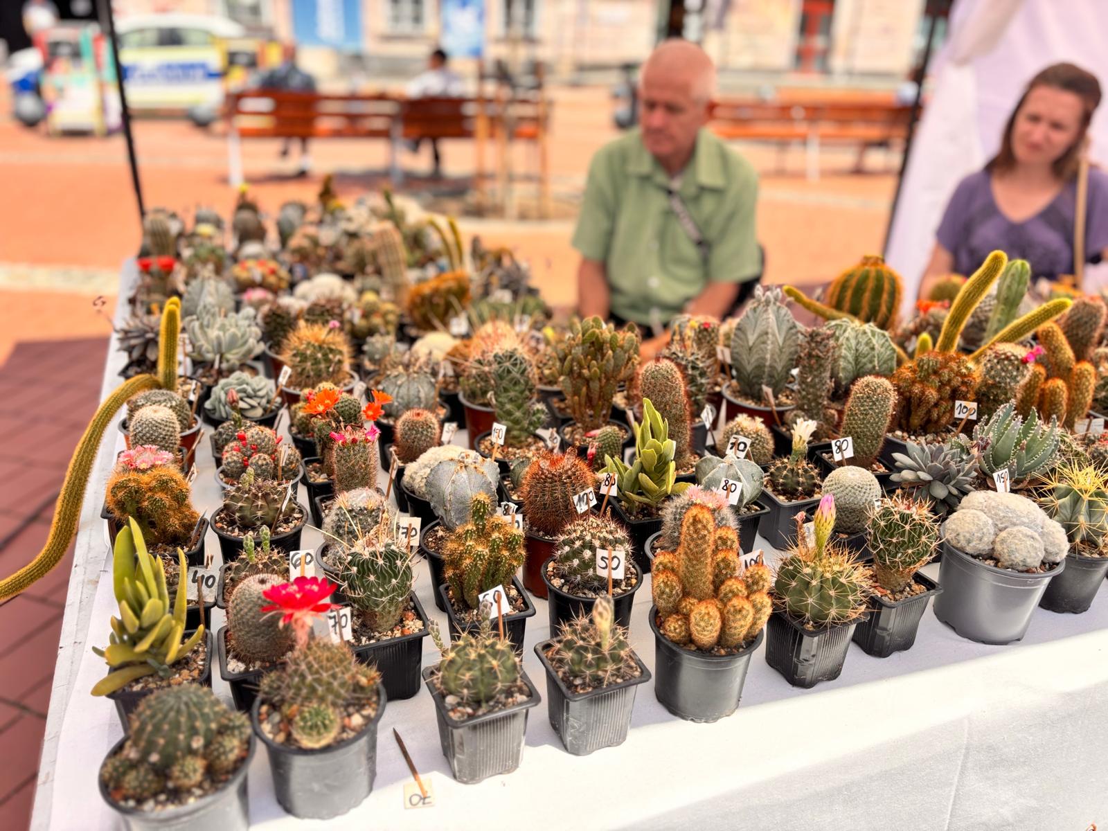 lavanda fest 2026 (3)