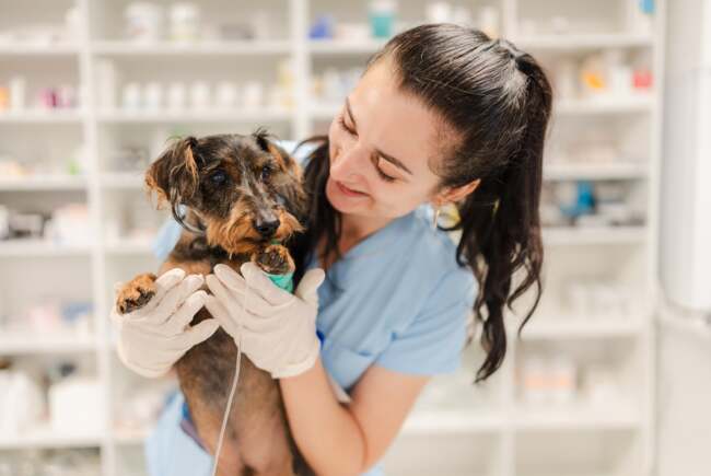 Poza pentru articolul FOTO. Spital veterinar non-stop, cu chirurgie, imagistică și terapie intensivă, se deschide sâmbătă, 5 septembrie, în Iulius Town