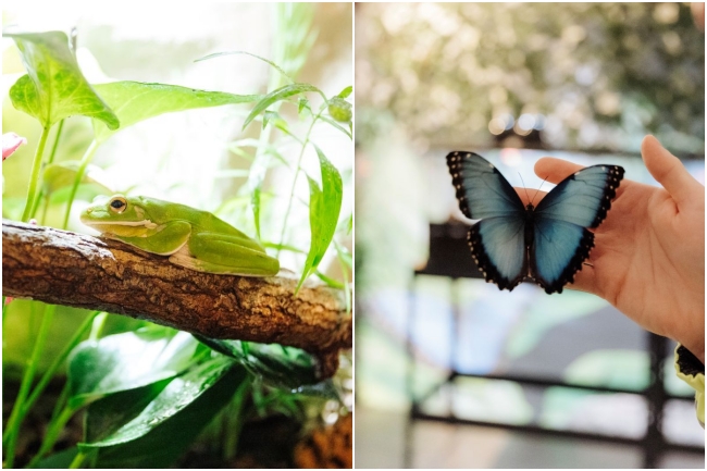 Broscuțe tropicale și fluturi spectaculoși, într-o expoziție inedită la Iulius Town Timișoara