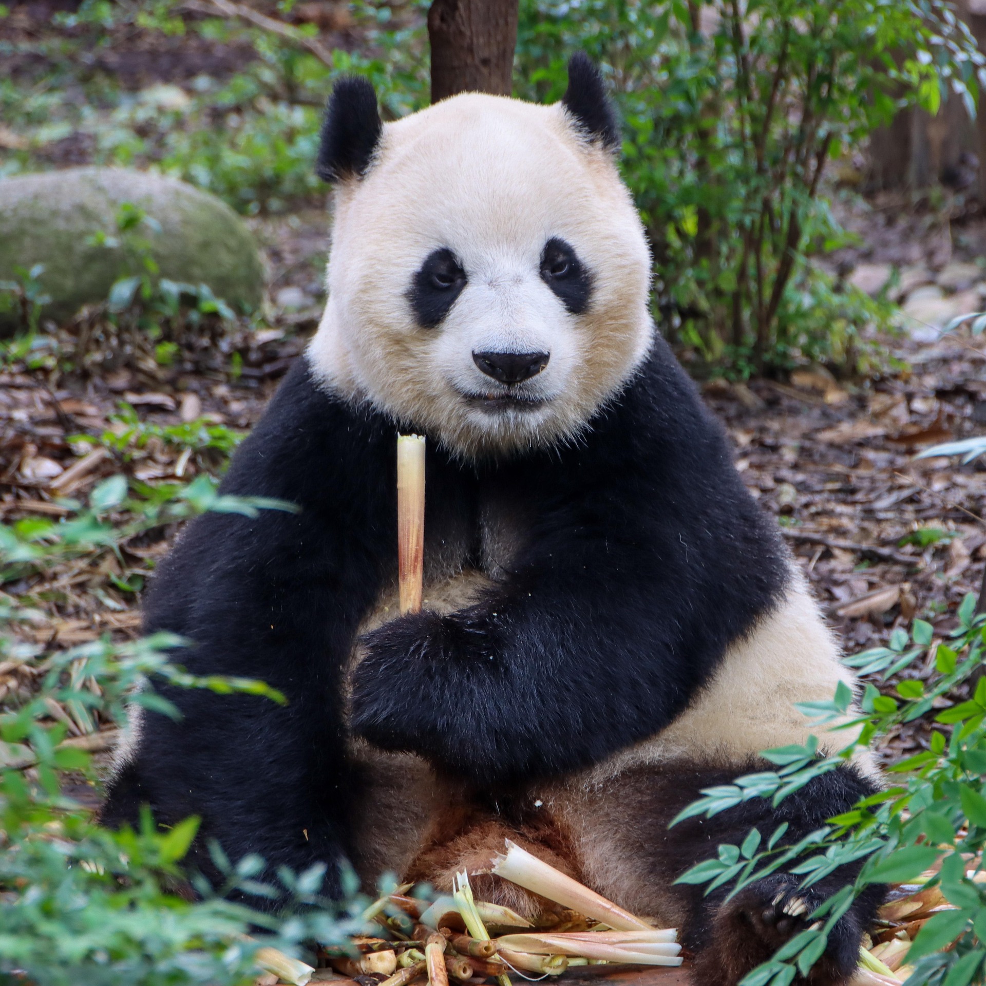Chengdu
