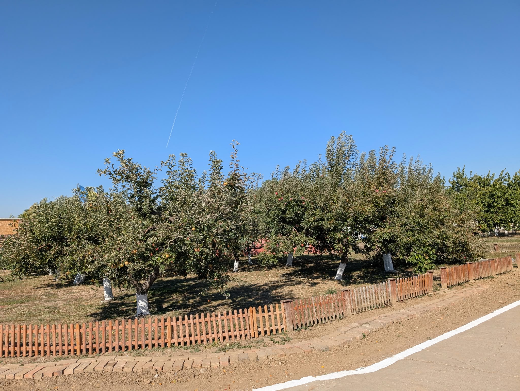 gradina penitenciar kuncz (13)