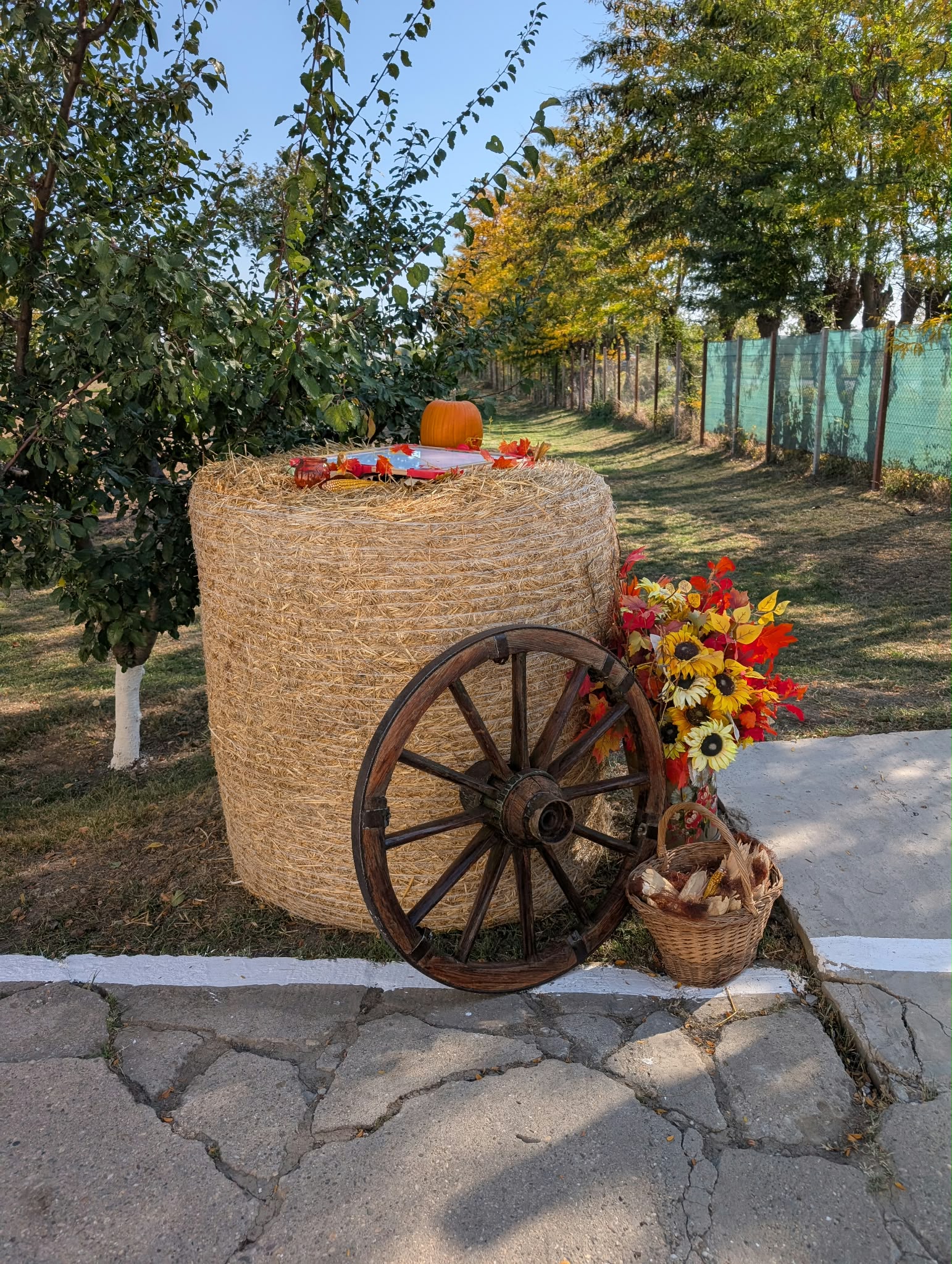 ziua recoltei penitenciar timisoara (2)